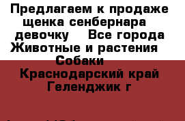 Предлагаем к продаже щенка сенбернара - девочку. - Все города Животные и растения » Собаки   . Краснодарский край,Геленджик г.